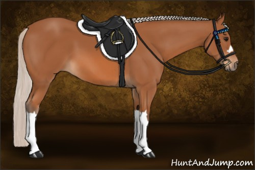 Horse Color:Silver Bay