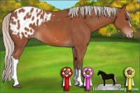Horse Color:Silver Bay Appaloosa 