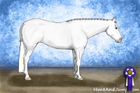 Horse Color:Palomino Tobiano Blanket 