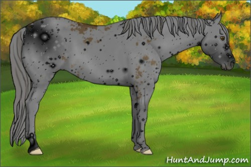 Horse Color: ERROR: UNKNOWN ANOMALY