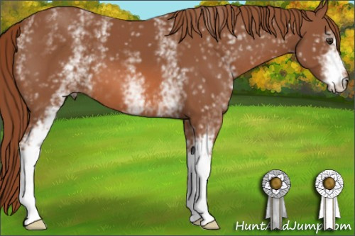 Horse Color: White Spotted Liver Chestnut 