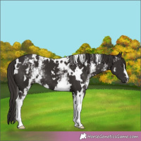 Horse Color:White Spotted Liver Chestnut
