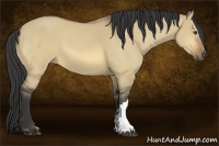 Horse Color:Buckskin Dun 
