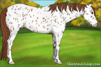 Horse Color:Liver Chestnut Ice Near Leopard 