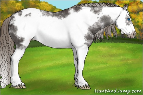 Horse Color: White Spotted Smoky Black Splash Frame Blanket 