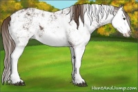 Horse Color:Liver Chestnut Sabino Splash 