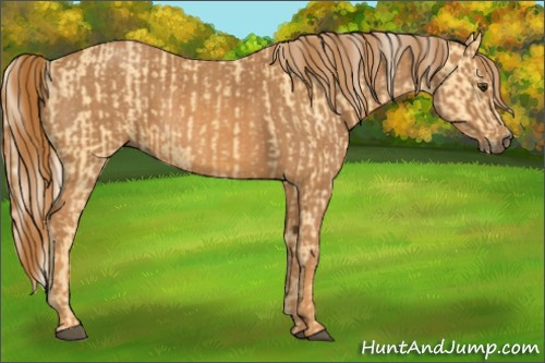 Horse Color: Palomino  Brindle