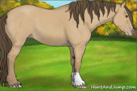 Horse Color:Sable Cream Champagne Dun 