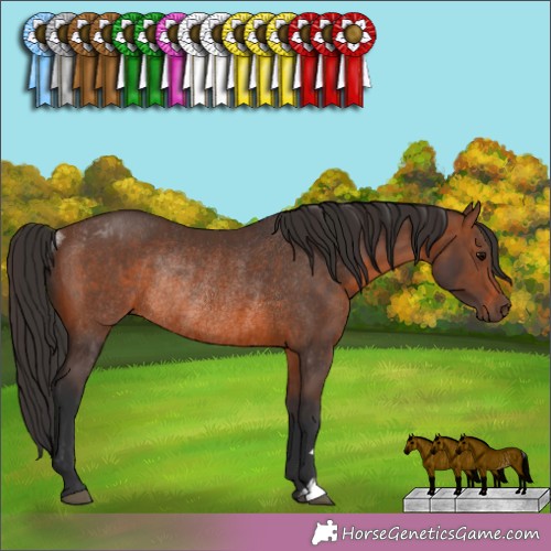 Horse Color: Brown Rabicano  and Brown Rabicano 