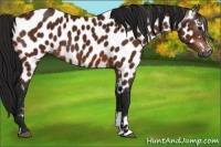 Horse Color:Gray Bay Sabino Appaloosa 