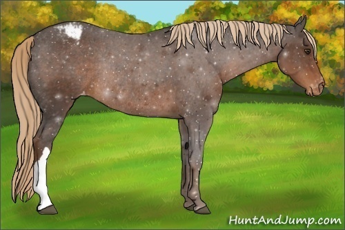 Horse Color: ERROR: UNKNOWN ANOMALY