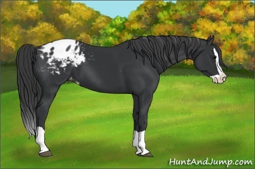 Horse Color:Black Splash Appaloosa 
