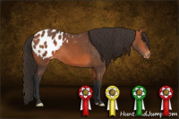Horse Color:Bay Blanket