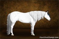 Horse Color:Bay Splash Tobiano Appaloosa