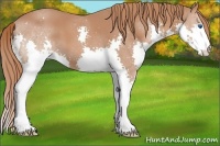 Horse Color:Chestnut Splash 