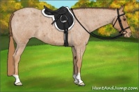 Horse Color:Red Roan Appaloosa 