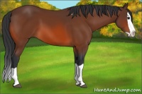 Horse Color:Bay Splash 