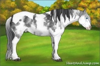 Horse Color:White Spotted Black Splash Tobiano Rabicano 