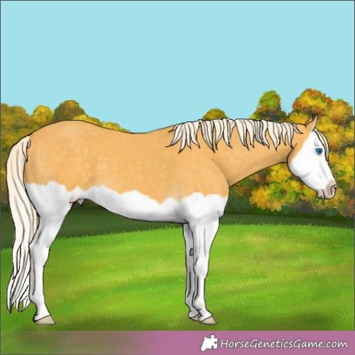 Horse Color:Palomino Splash Frame 