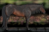 Horse Color:Brown Rabicano  Brindle