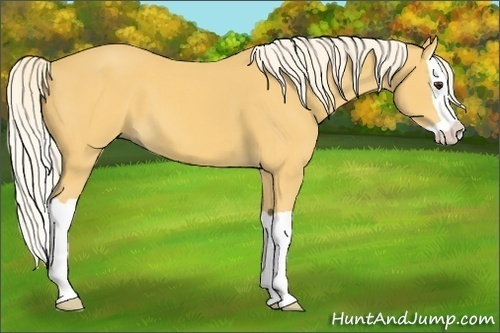 Horse Color: Palomino Splash 