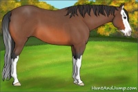 Horse Color:Bay Roan Splash 