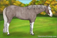 Horse Color:Silver Blue Roan Splash Rabicano 