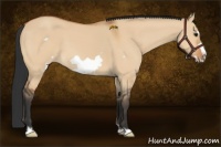 Horse Color:Bay Dun Frame 