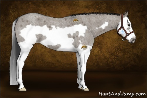 Horse Color:Grullo Roan Splash Frame 