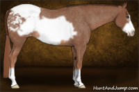 Horse Color:Liver Chestnut Frame Snowcap Rabicano 