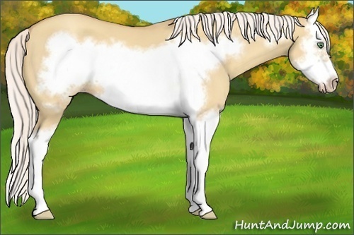 Horse Color: Silver Classic Champagne Dun Splash Frame 
