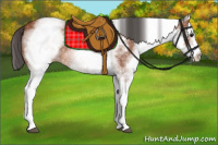 Horse Color:White Spotted Bay 