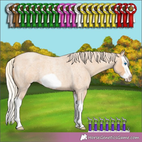 Horse Color:Gold Champagne Roan Splash Frame 