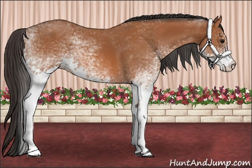 Horse Color: White Spotted Bay 