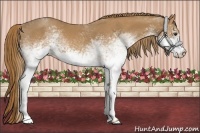 Horse Color:White Spotted Chestnut 