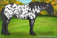 Horse Color:Black Appaloosa 