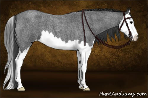 Horse Color: Blue Roan Splash Varnish 
