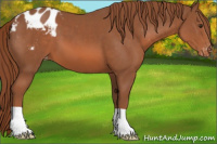 Horse Color:Chestnut Appaloosa
