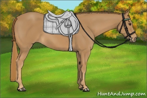 Horse Color: Unknown 