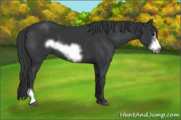 Horse Color:Black Frame 