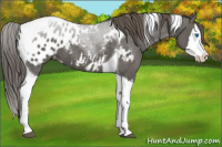 Horse Color:Grullo Splash Tobiano Appaloosa 