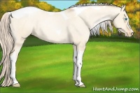 Horse Color:Palomino Pearl Dun Sabino Tobiano Blanket Rabicano 