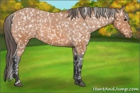 Horse Color:Bay Appaloosa
