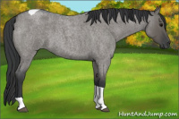 Horse Color:Unknown 
