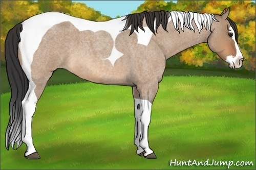Horse Color: Bay Roan Dun Splash Tobiano 