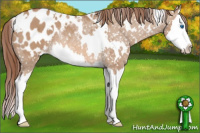 Horse Color:White Spotted Liver Red Dun Splash Blanket Rabicano 