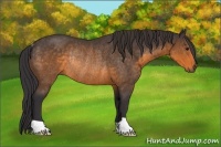 Horse Color:Buckskin Rabicano 