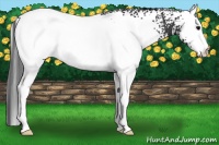 Horse Color:White Spotted Brown Appaloosa 