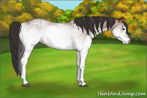 Horse Color: White Spotted Bay 