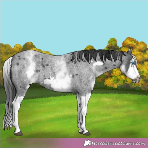 Horse Color:White Spotted Blue Roan Splash Frame Appaloosa